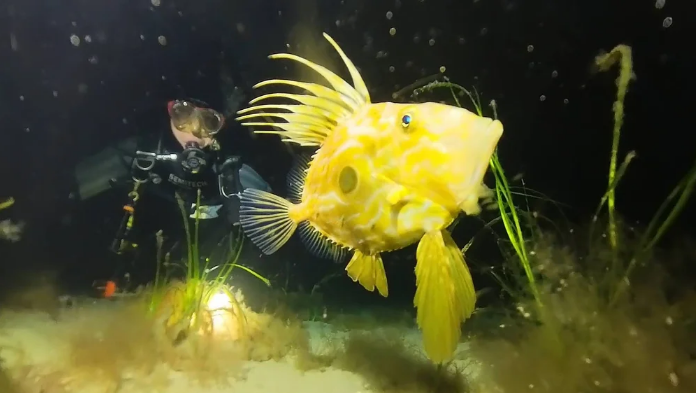 John Dory hunting at night in the seagrass
