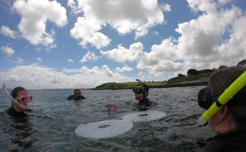 Releasing baby lobsters