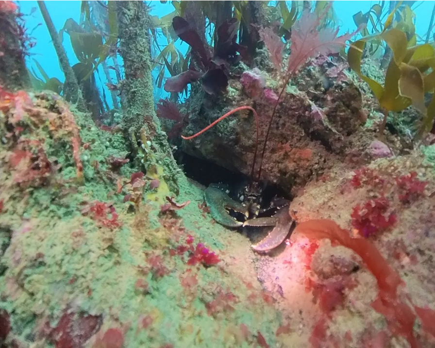 Juvenile lobster release dive