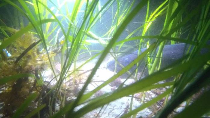 Female conger eel at Durgan during a night dive