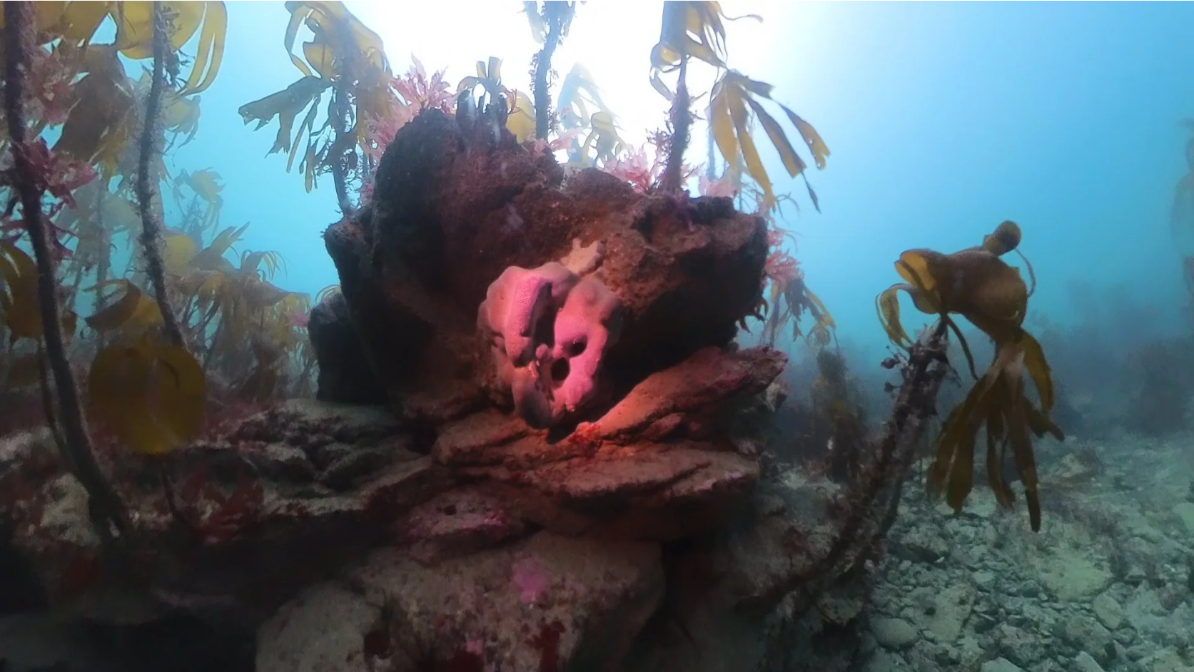 An Elephant Sponge at Mullion Cove