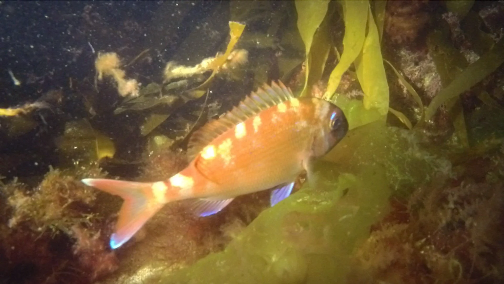 Night diving in Cornwall
