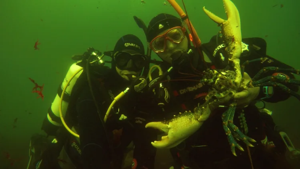 Large crustaceans at Porthgwarra