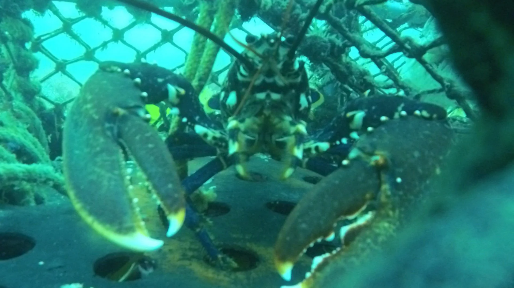 A European Lobster inside one of the lobster pots at Porthoustock