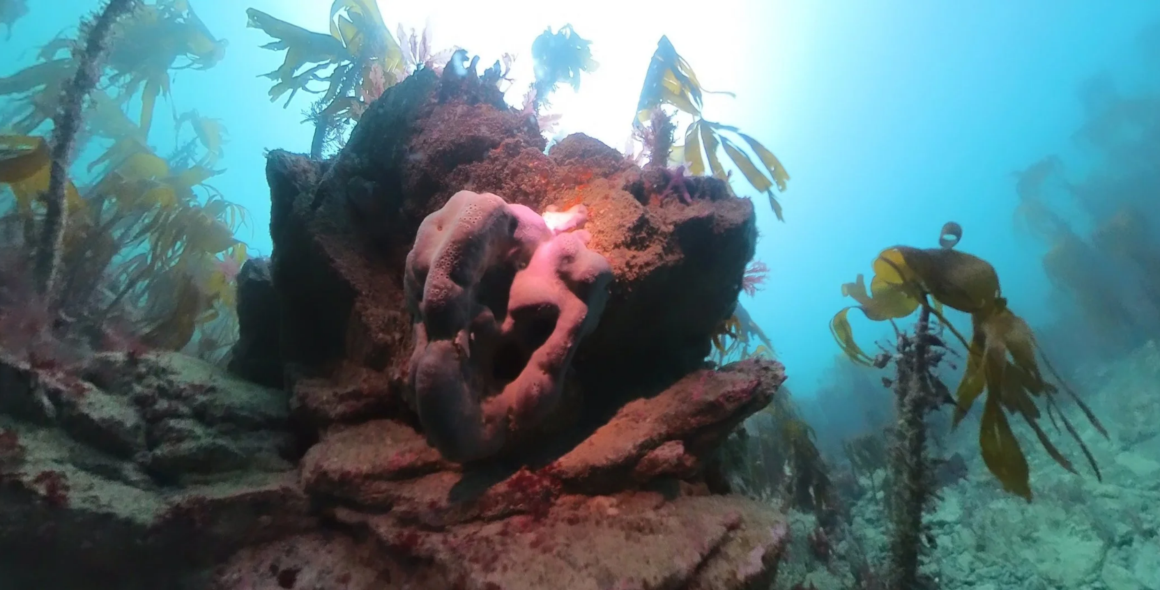 SDI Marine Ecosystems